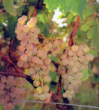 Mtsvane Kakhuri Grapes