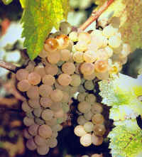 White Grapes