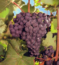 Red Grapes