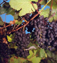 Red Grapes